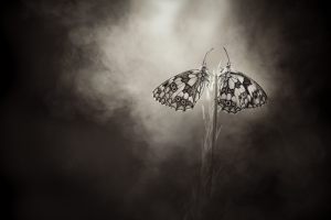 9. Natascha Verbij - Butterfly dark mood